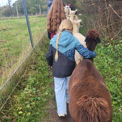 Alpaka und Lama Wanderung in Tambach Dietharz