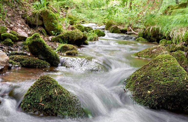Nahaufnahme vom Schilfwasser bei Friedrichroda im Thüringer Wald